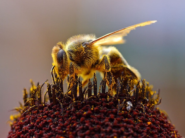 Bauanleitung Bienenstock