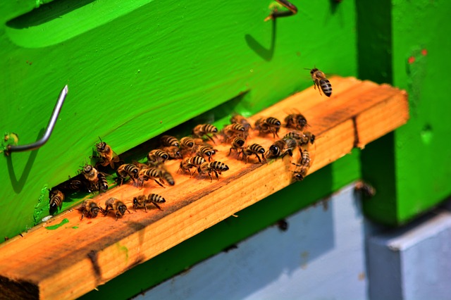 Bauanleitung Bienenkasten  