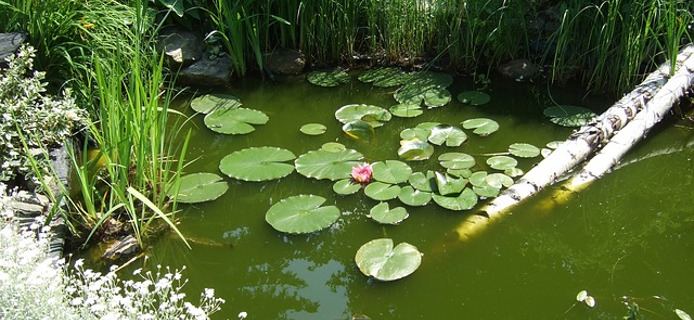 Gartenteich 