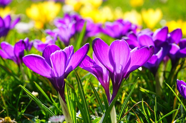 Gartentipps Frühling