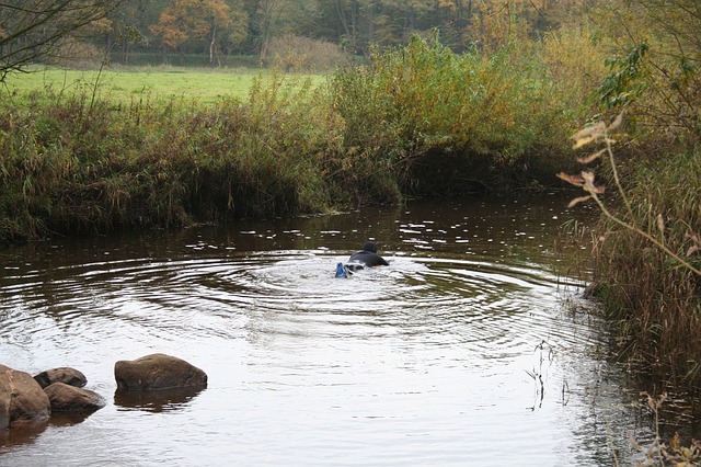 Schwimmteich anlegen