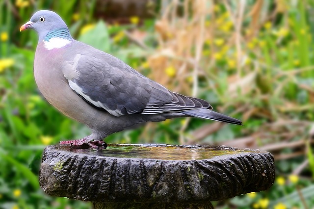 Vogeltränke selbst gemacht