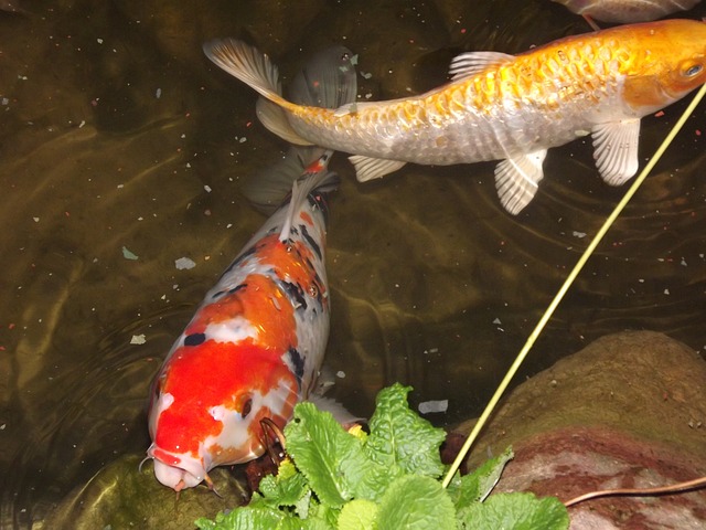 koi