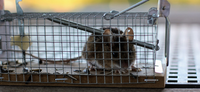 Ratten und Mäuse Köderstation für Rattengift und Maüsegift