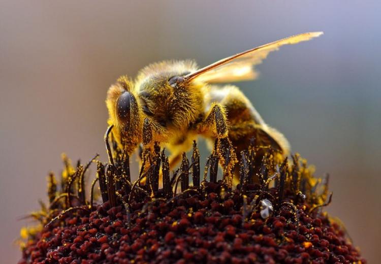 Bauanleitung Bienenstock