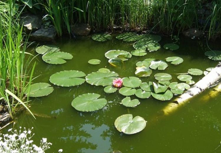 Gartenteich 