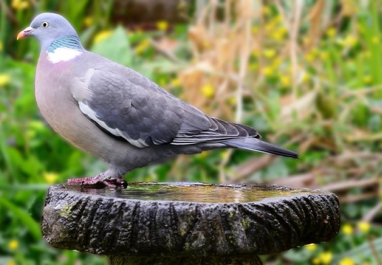 Vogeltränke selbst gemacht